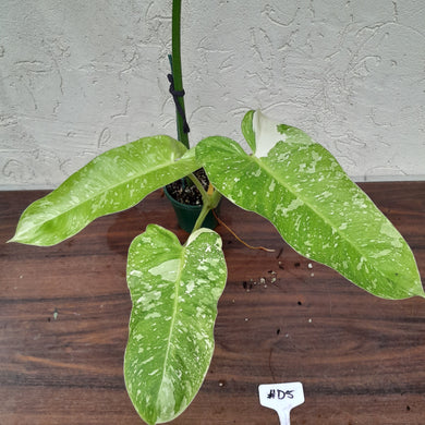 #D5 Non TC Philodendron Jose Buono
