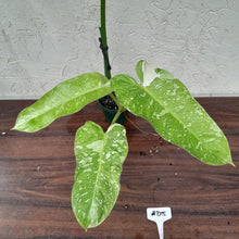Load image into Gallery viewer, #D5 Non TC Philodendron Jose Buono