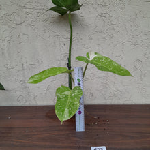 Load image into Gallery viewer, #D5 Non TC Philodendron Jose Buono