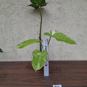 #D5 Non TC Philodendron Jose Buono