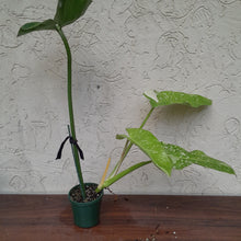 Load image into Gallery viewer, #D5 Non TC Philodendron Jose Buono
