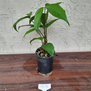 #D75 Anthurium Digitatum