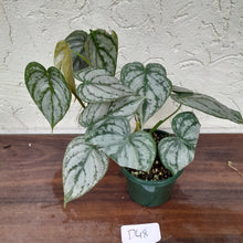 Load image into Gallery viewer, #D48 Philodendron Brandtianum