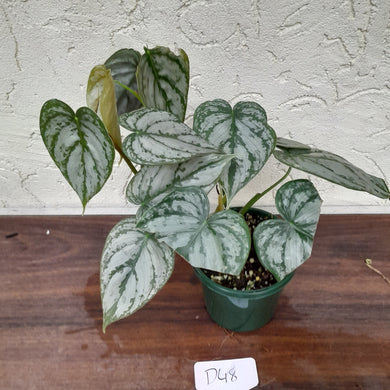 #D48 Philodendron Brandtianum