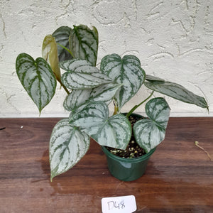 #D48 Philodendron Brandtianum