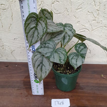 Load image into Gallery viewer, #D48 Philodendron Brandtianum