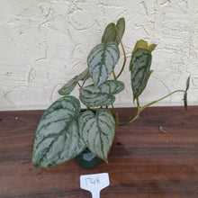 Load image into Gallery viewer, #D48 Philodendron Brandtianum