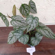 Load image into Gallery viewer, #D48 Philodendron Brandtianum