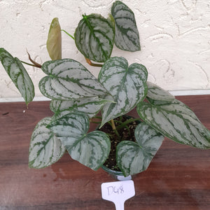 #D48 Philodendron Brandtianum