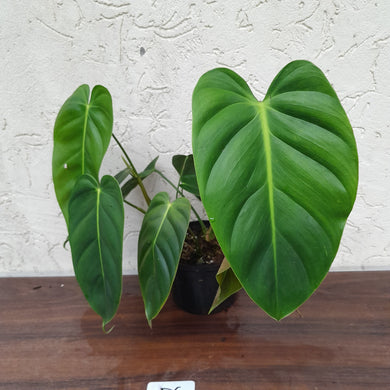 #D6 Two x Headed Philodendron Esmeraldense