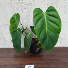 Load image into Gallery viewer, #D6 Two x Headed Philodendron Esmeraldense