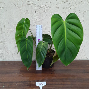 #D6 Two x Headed Philodendron Esmeraldense