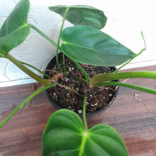 Load image into Gallery viewer, #D6 Two x Headed Philodendron Esmeraldense