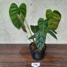 Load image into Gallery viewer, #D6 Two x Headed Philodendron Esmeraldense