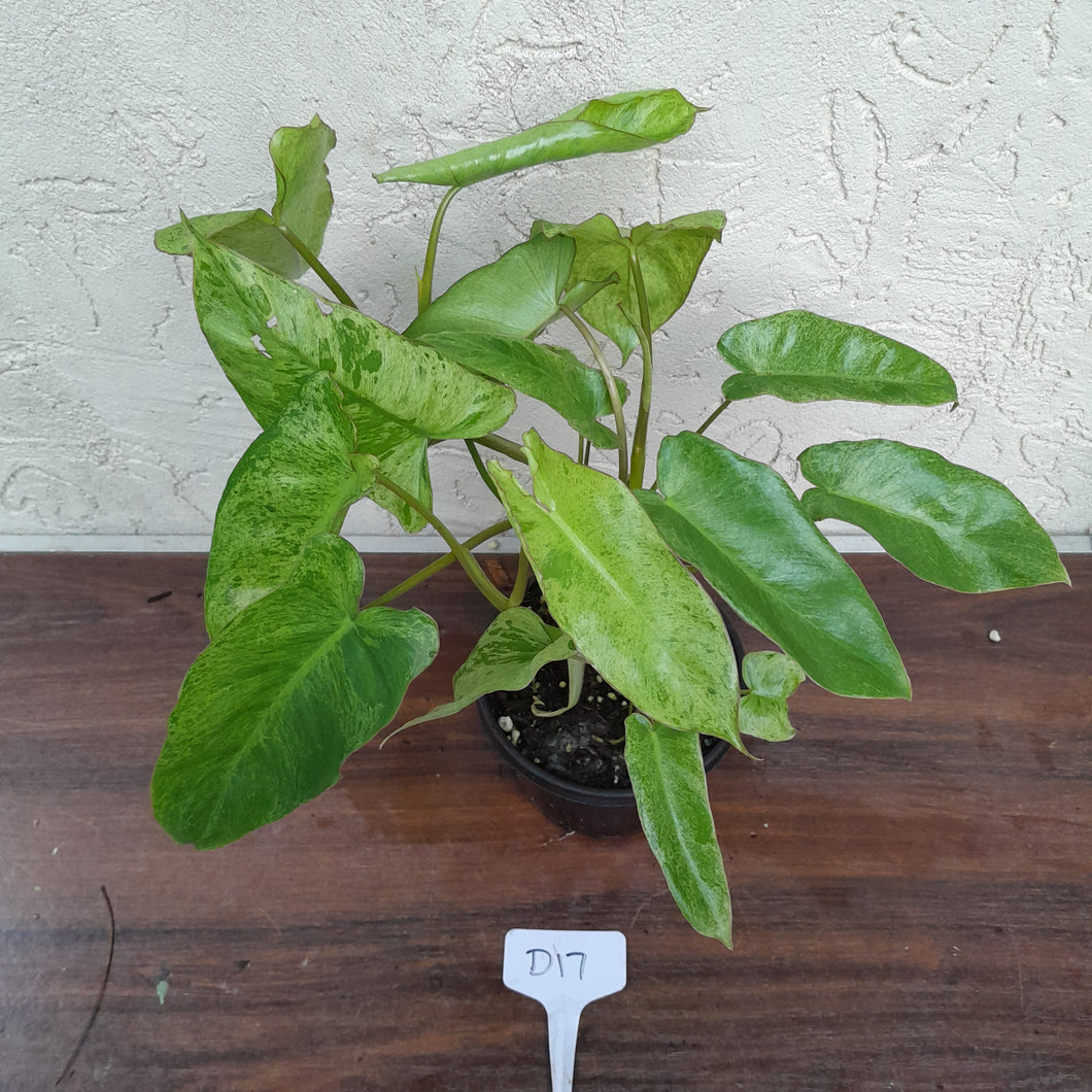#D17 Philodendron Paraiso Verde