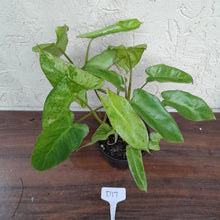 Load image into Gallery viewer, #D17 Philodendron Paraiso Verde
