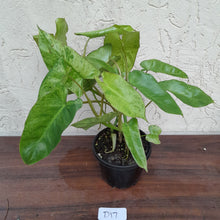Load image into Gallery viewer, #D17 Philodendron Paraiso Verde