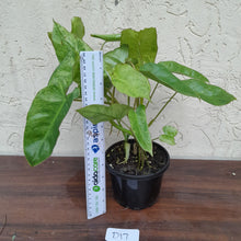 Load image into Gallery viewer, #D17 Philodendron Paraiso Verde