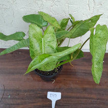 Load image into Gallery viewer, #D17 Philodendron Paraiso Verde