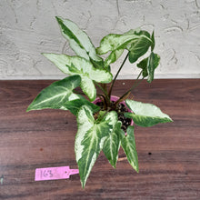 Load image into Gallery viewer, #163 Syngonium 3 Kings