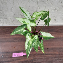 Load image into Gallery viewer, #163 Syngonium 3 Kings