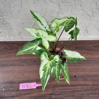 #163 Syngonium 3 Kings