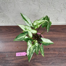 Load image into Gallery viewer, #163 Syngonium 3 Kings
