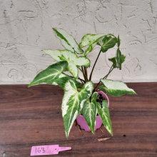 Load image into Gallery viewer, #163 Syngonium 3 Kings