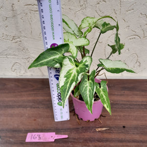 #163 Syngonium 3 Kings