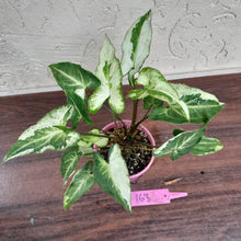 Load image into Gallery viewer, #163 Syngonium 3 Kings