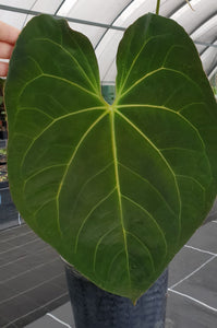#6 Anthurium Papillilaminum Hybrid x - (Complex hybrid)