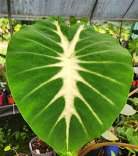 Load image into Gallery viewer, #111 Colocasia Esculanta - Nancy&#39;s Revenge - BULB