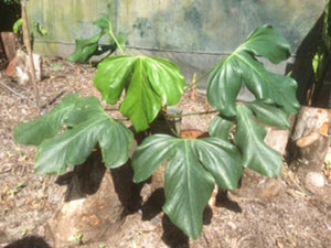 #H37 Anthurium Truncicola