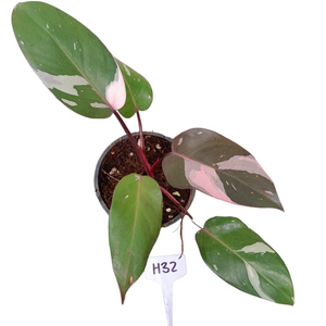 #H32 Philodendron Pink Princess - Amazing Variegation