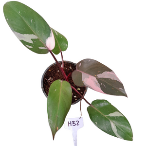 #H32 Philodendron Pink Princess - Amazing Variegation