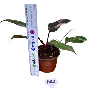 #H32 Philodendron Pink Princess - Amazing Variegation
