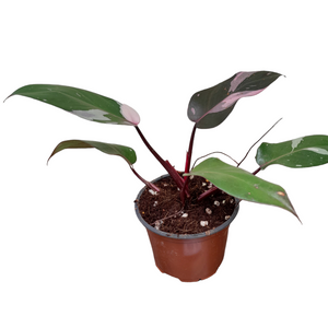 #H32 Philodendron Pink Princess - Amazing Variegation