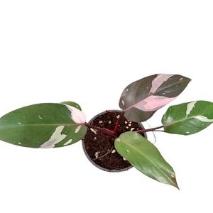#H32 Philodendron Pink Princess - Amazing Variegation