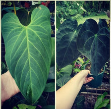 Load image into Gallery viewer, #2 Anthurium &#39;Velvet Shadow&#39;