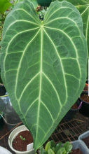 Load image into Gallery viewer, #1 Anthurium Magnificum Hybrid x - Seedling