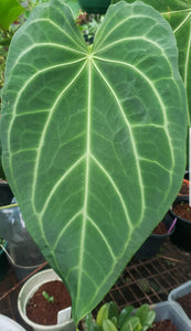 #1 Anthurium Magnificum Hybrid x - Seedling