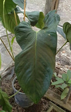 Load image into Gallery viewer, Anthurium Unknown ID