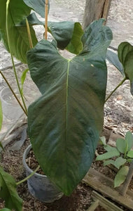 Anthurium Unknown ID