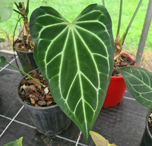 Load image into Gallery viewer, #2 Anthurium Magnificum Hybrid x - Seedling