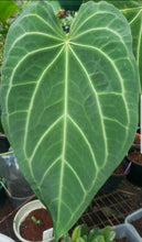 Load image into Gallery viewer, #4 Anthurium Magnificum Hybrid x - Seedling