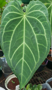 #4 Anthurium Magnificum Hybrid x - Seedling