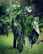 Load image into Gallery viewer, Anthurium Veitchii - 2 heads - Rooted/Shot Cutting
