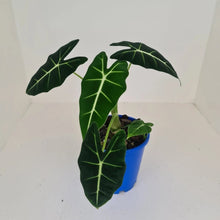 Load image into Gallery viewer, Alocasia Micholitziana (Green Velvet) - Multiple Bulbs