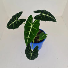 Load image into Gallery viewer, Alocasia Micholitziana (Green Velvet) - Multiple Bulbs