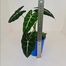 Load image into Gallery viewer, Alocasia Micholitziana (Green Velvet) - Multiple Bulbs